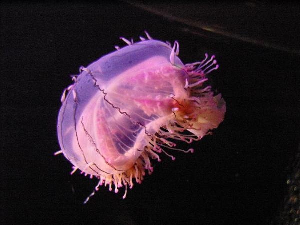 Nằm mơ thấy con sứa điềm báo gì? Đánh xổ số con gì chắc trúng